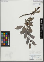 Foto von Salix appendiculata Vill.